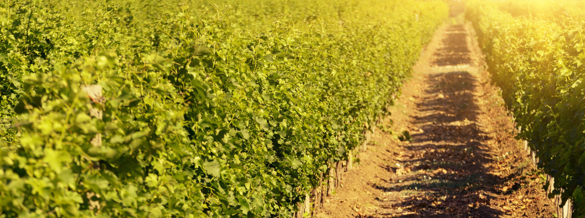 Green vineyards landscape under blue clear sky